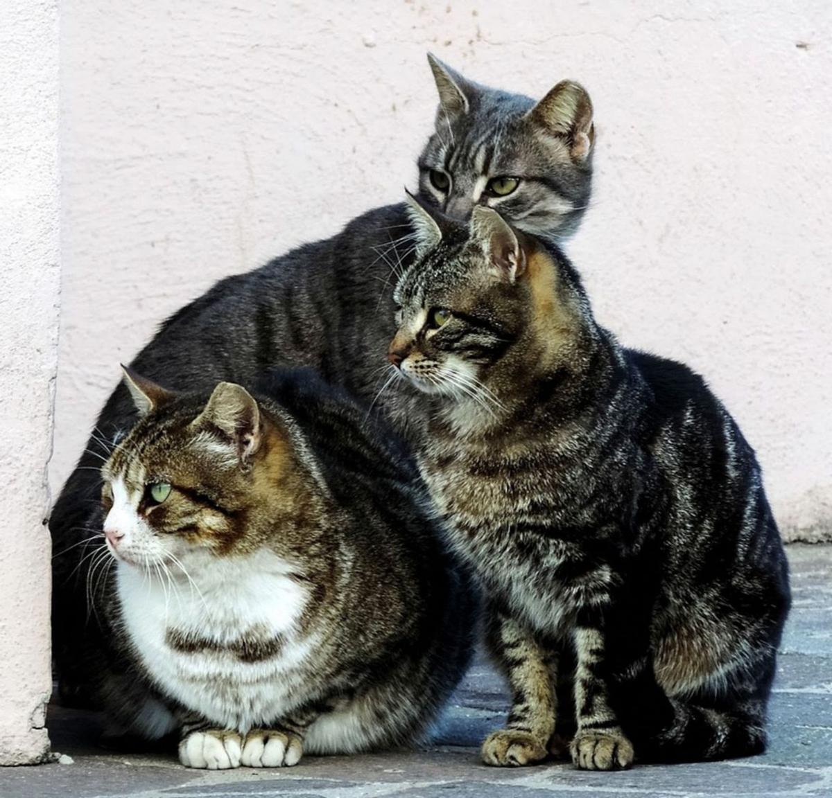 Varias localidades cuentan con programas de gestión de colonias felinas.