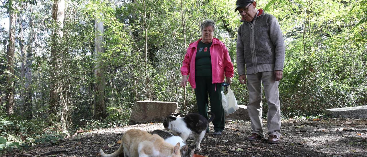 Dolores Ameneiro y Juan Martínez, ayer, con varios gatos callejeros en Salceda.