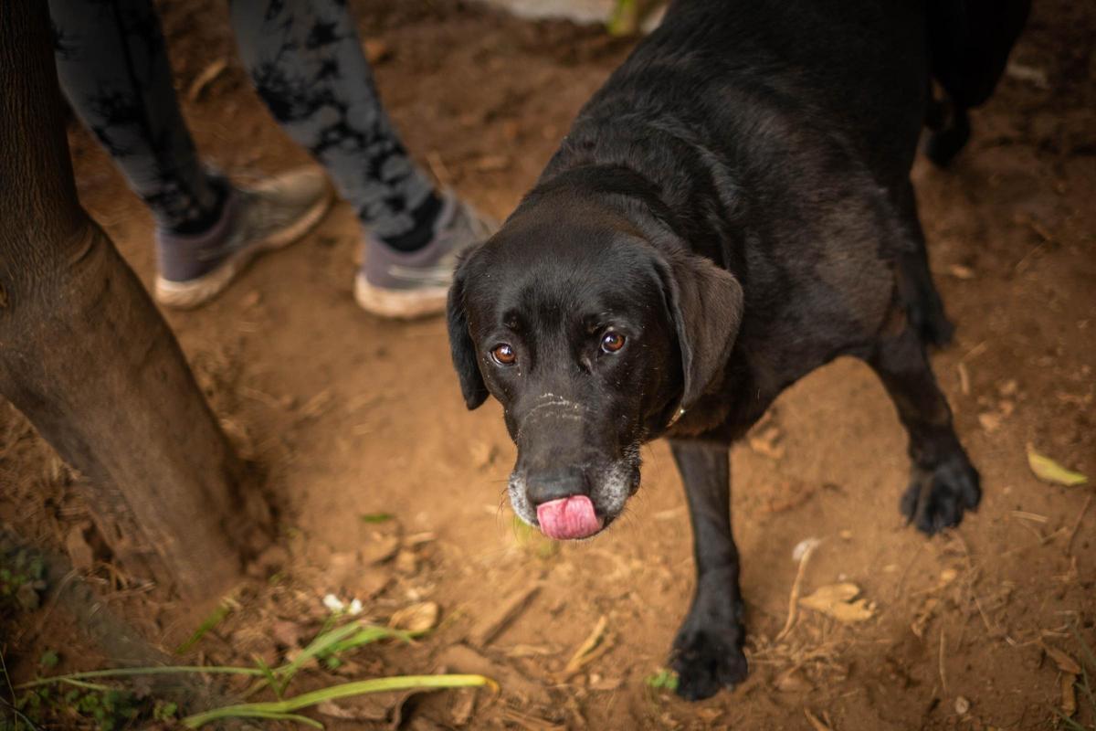 Una guardería para mascotas en Tenerife Una guardería para mascotas en Tenerife