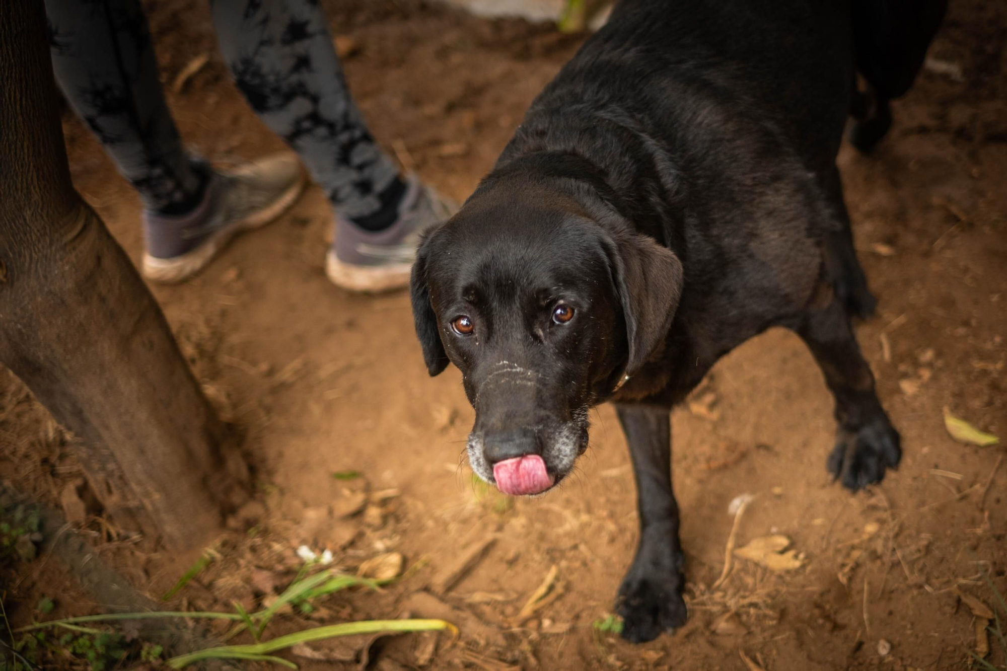 Una guardería para mascotas en Tenerife