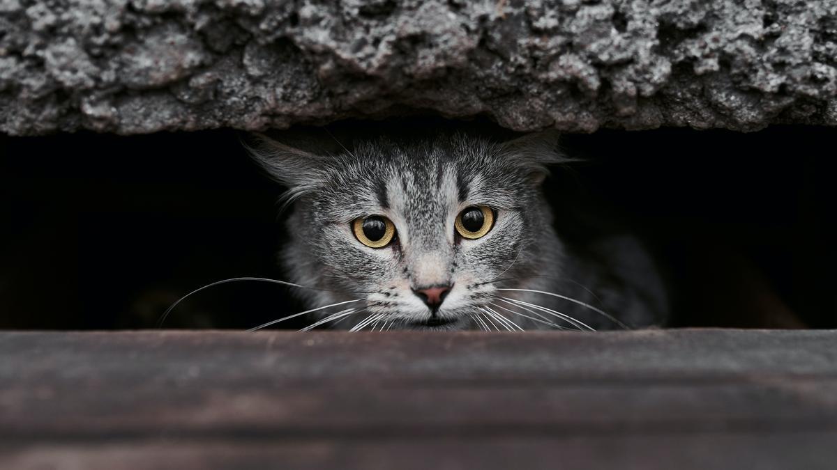 Cómo ahuyentar a un gato