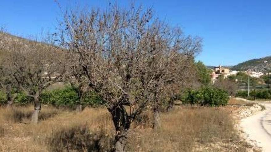 Los empresarios ya comparan la plaga que mata los almendros con la filoxera que hundió la pasa