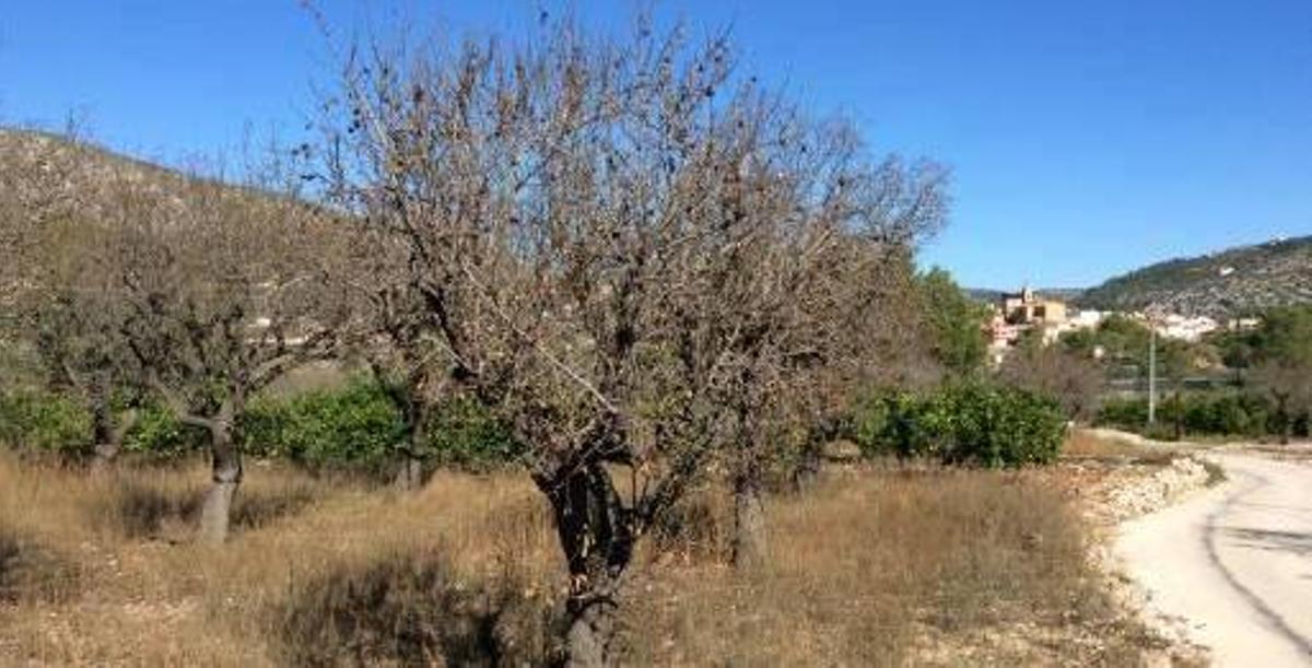 Los empresarios ya comparan la plaga que mata los almendros con la filoxera que hundió la pasa
