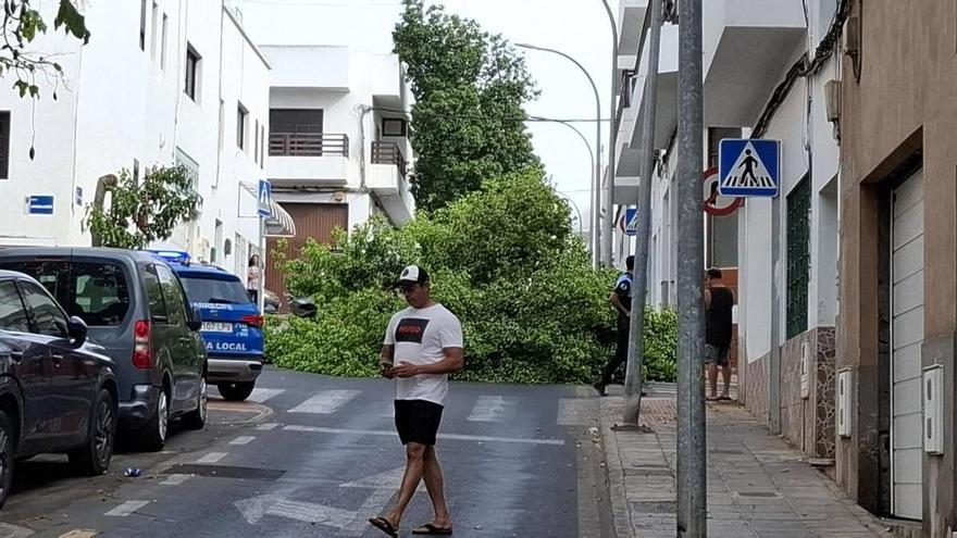 Susto en Arrecife tras desplomarse un árbol en una de las calles principales de la ciudad