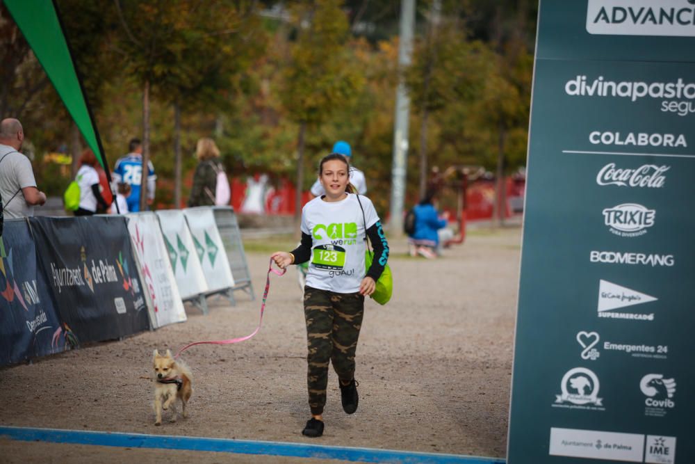 Can We Run Mallorca: So war das Hunderennen