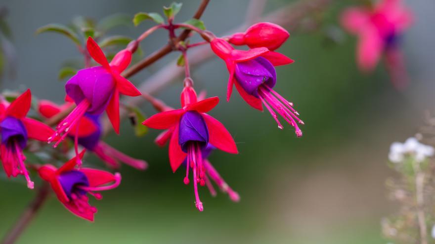 Descubre el secreto de la planta de los pendientes de la reina: consejos y cuidados para una floración espectacular