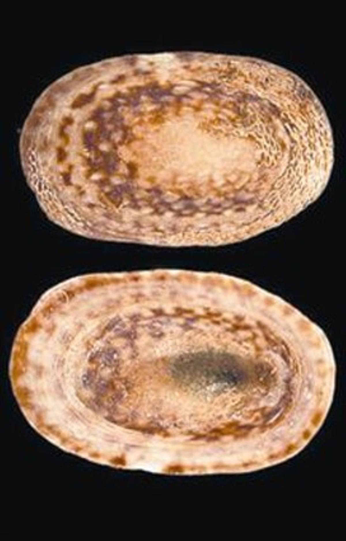 El bivalve extint ’Lottia alveus’. El bivalve extint ’Lottia alveus’.