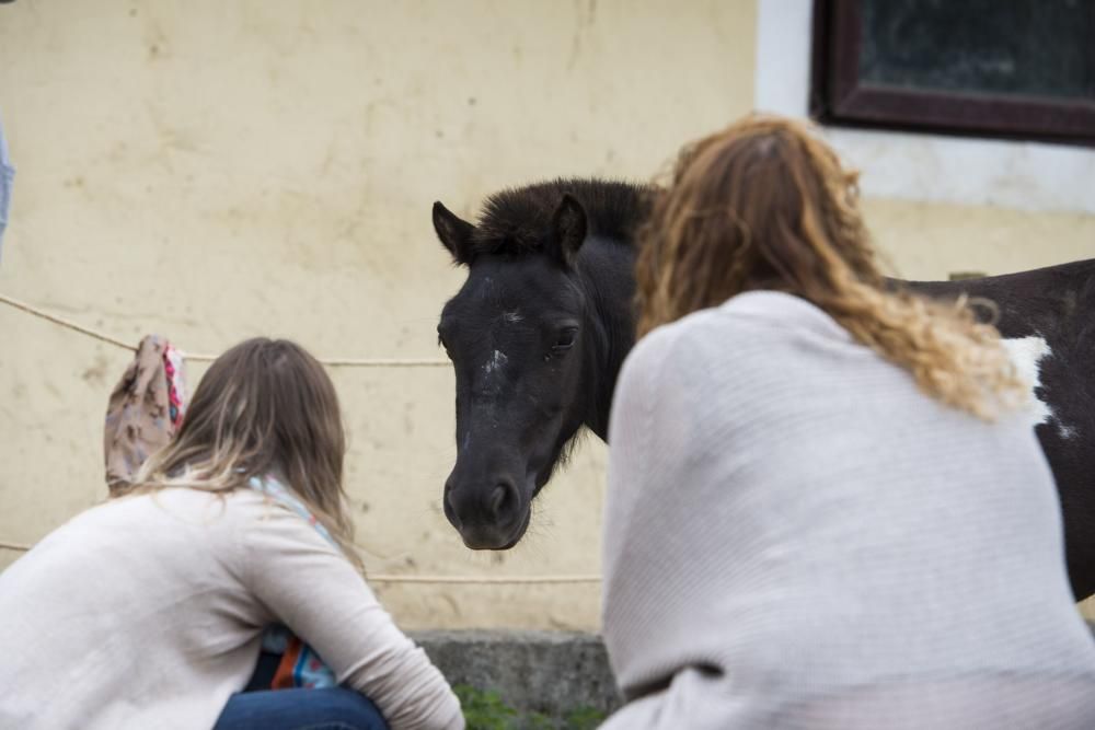 'Coaching' con caballos para empresarios