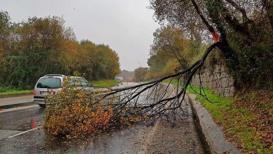 Un árbol invade la calzada en la Avenida Clara Campoamor. // M.G.Brea