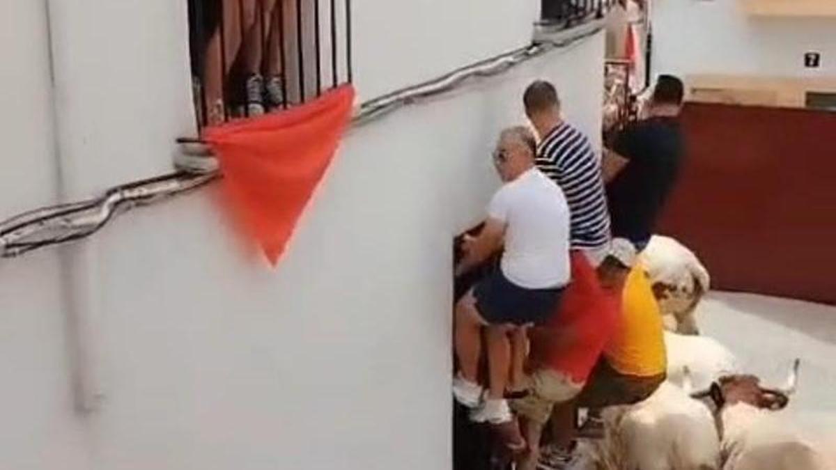 Varias personas subidas a una reja al paso de un toro y bueyes, ayer.