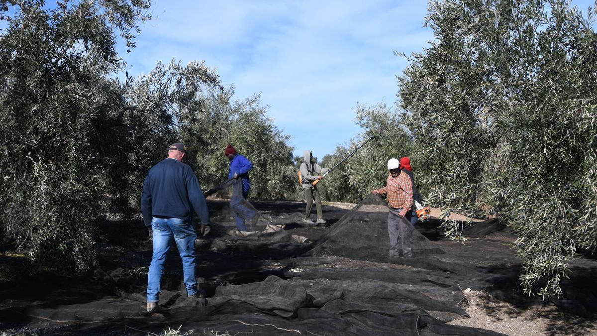 Jornaleros, en un olivar de Baena durante la última campaña.