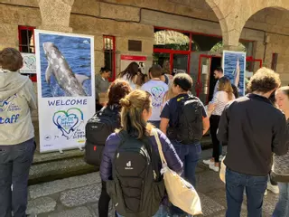 Entre orcas, ballenas azules, belugas y zifios