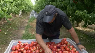 La campaña de fruta en Extremadura: no hay manos suficientes para recogerla