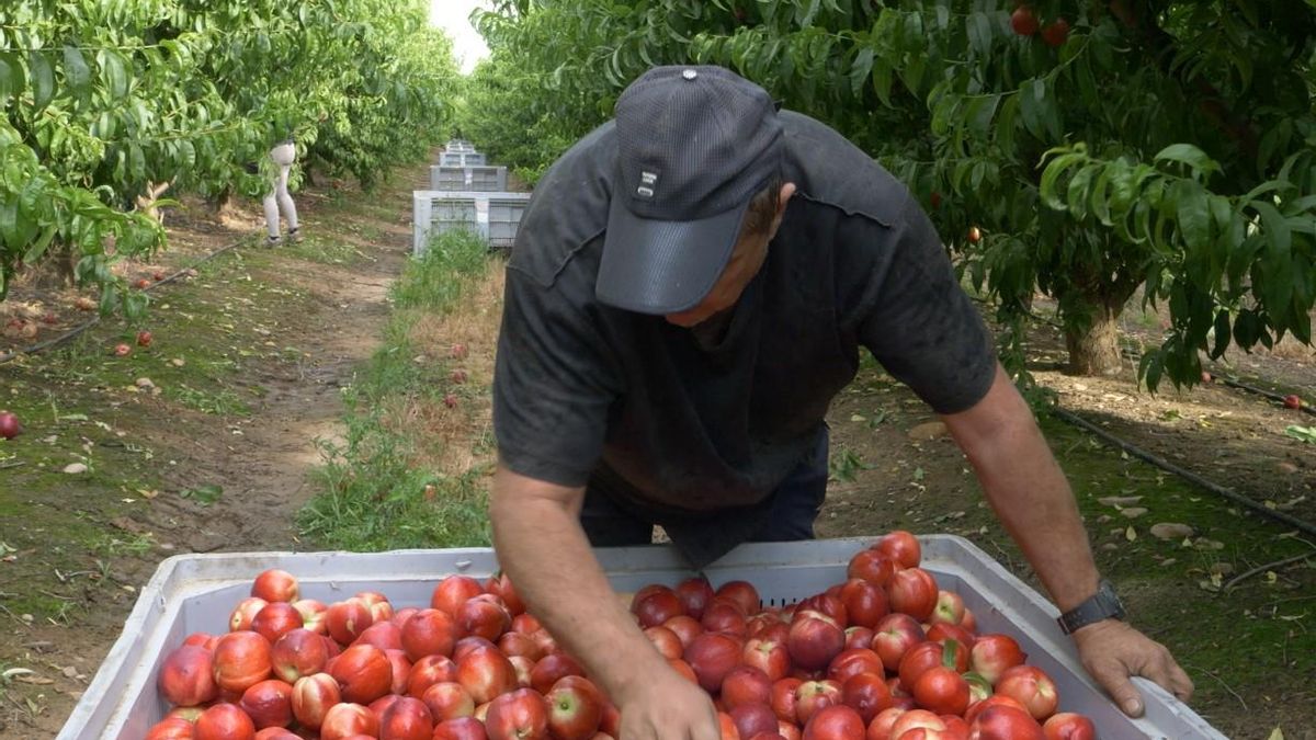 Recolección de fruta en una explotación de la comarca de Vegas Altas.