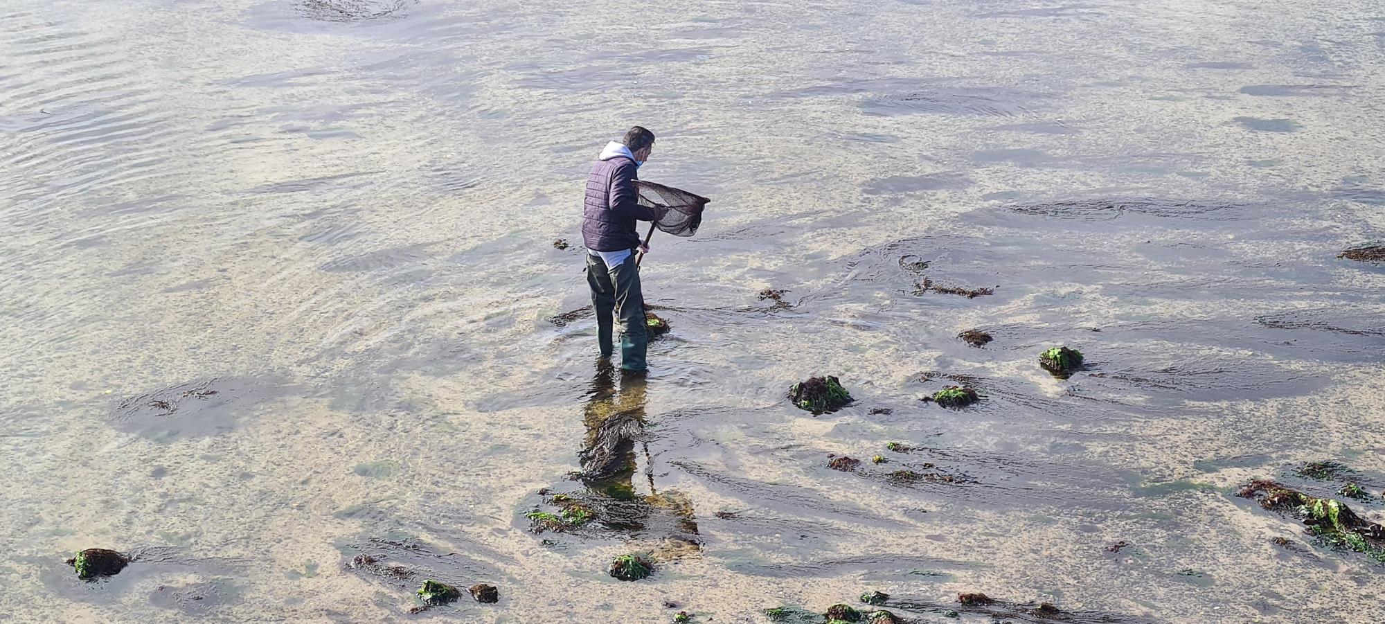 La pesca artesanal del chopo subsiste bajo el puente de A Toxa