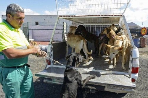 Perros rescatados de la casa en Tinajo donde se encontraron unos rest