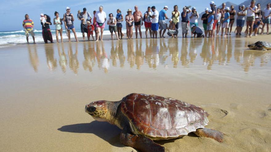 Cofete vive la primera suelta de tortugas del año