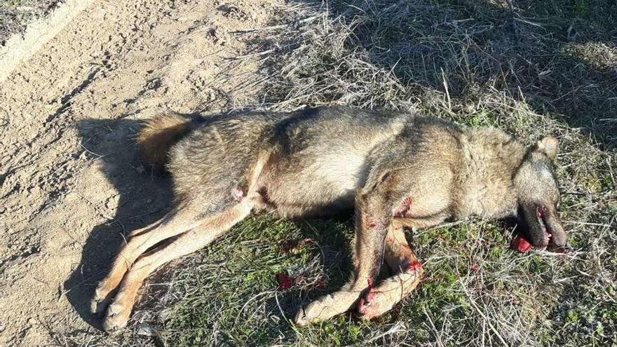 El lobo muerto tras ser atropellado por un vehículo entre Monfarracinos y Molacillos.