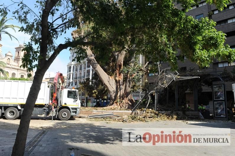 El día después de la caída de la rama del ficus de