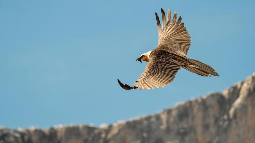 La historia de conservación del quebrantahuesos: de 60 a 1.000 en el Pirineo aragonés