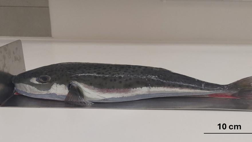Alerta en el Mediterráneo: aparece un nuevo pez invasor capaz de amputar dedos