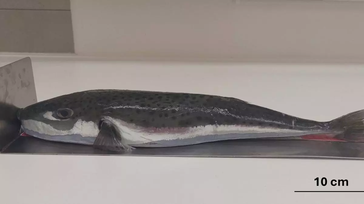 Alerta en el Mediterráneo: aparece un nuevo pez invasor capaz de amputar dedos