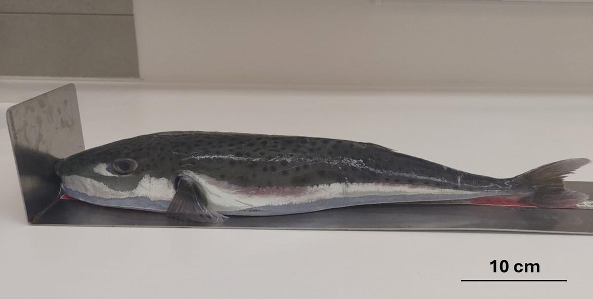 'Lagocephalus sceleratus', la especie que ya está en el Mediterráneo