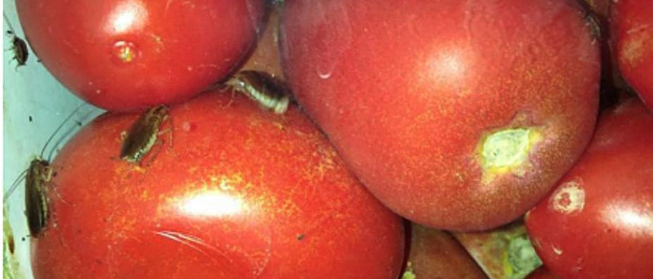 Tomates con insectos en la frutería cerrada. | LEVANTE-EMV