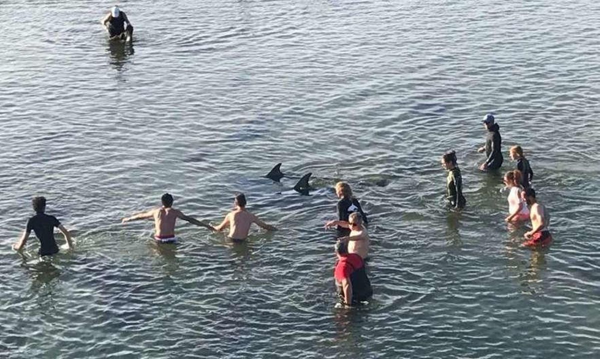 La fotoidentificación permite descubrir delfines varados en A Toxa hace tres años