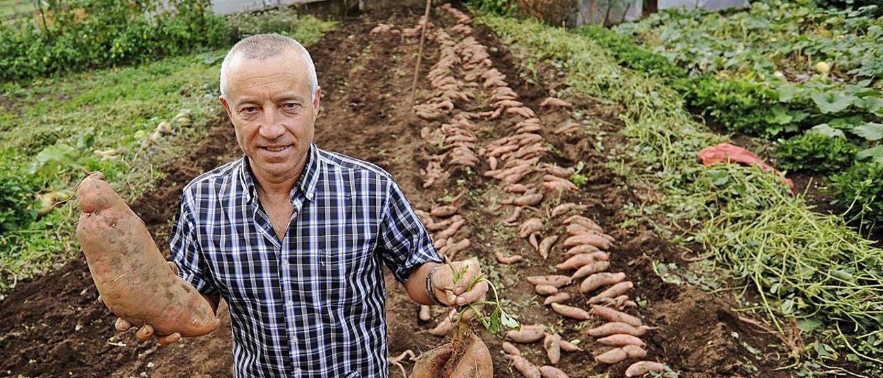 Toño Fernández con los boniatos que recoge en su finca de Puxallos.