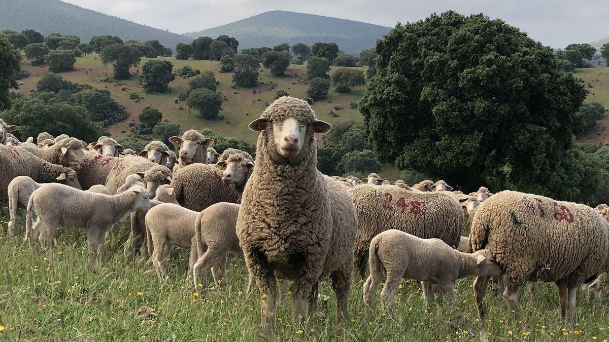 Ovinos en granjas, Extremadura