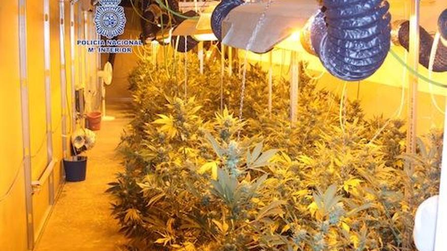 Detenido en El Palmar por tener una plantación de marihuana