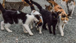 Un nuevo brote de coronavirus deja miles de gatos muertos en Chipre: ¿nos podemos contagiar?