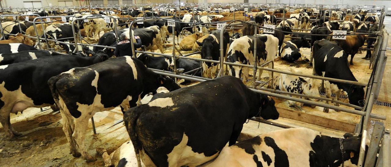 Vista de una jornada de subasta de vacuno mayor en la Central Agropecuaria de Galicia.