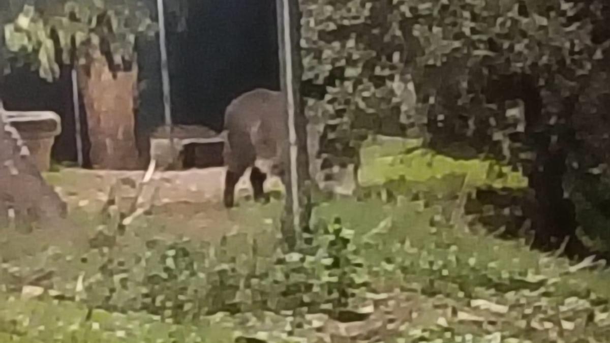 Imagen de uno de los jabalís del Paseo Alto de Cáceres.