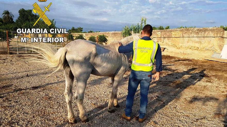 Detenido por dejar sin comida ni bebida a un caballo en Onda durante diez días