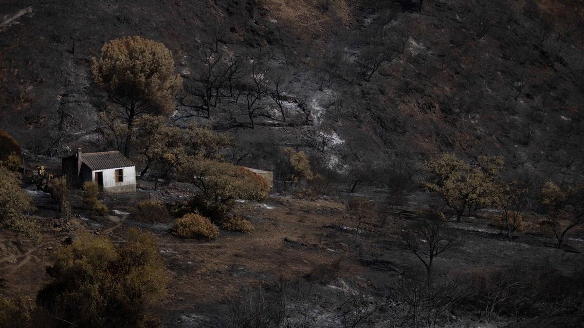 El incendio de Niebla ha dejado un paisaje desolador en Berrocal (Huelva)