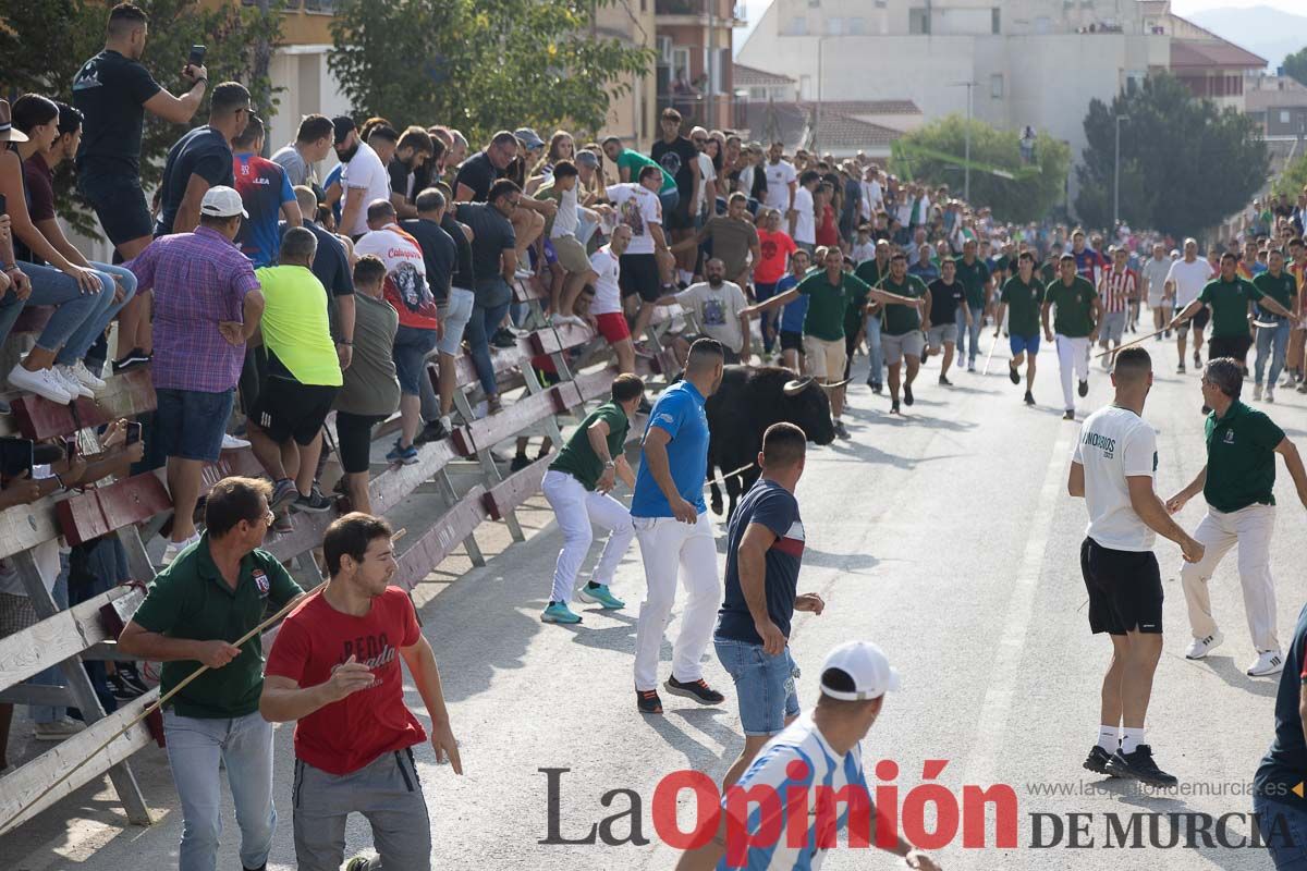 Quinto encierro de la Feria Taurina del Arroz en Calasparra