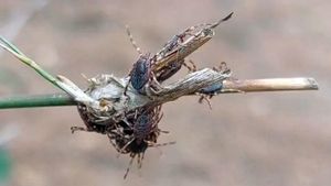 Ejemplares de Hyalomma lusitanicum, una especie de garrapata en aumento en Catalunya