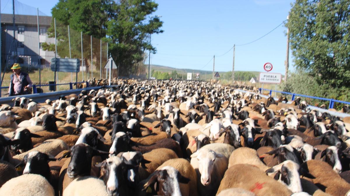 Un rebaño de 3.000 ovejas en trashumancia por la Sierra de Aciberos.