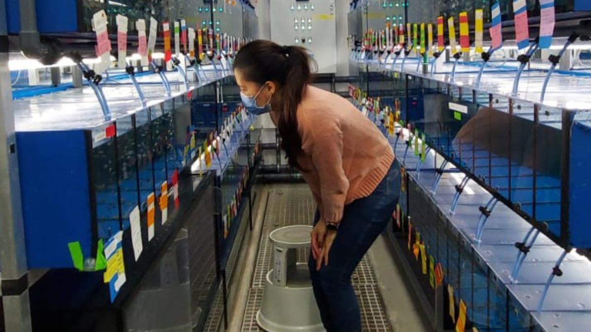La investigadora Yiyen Tseng en uno de los laboratorios del GIA en Taliarte.