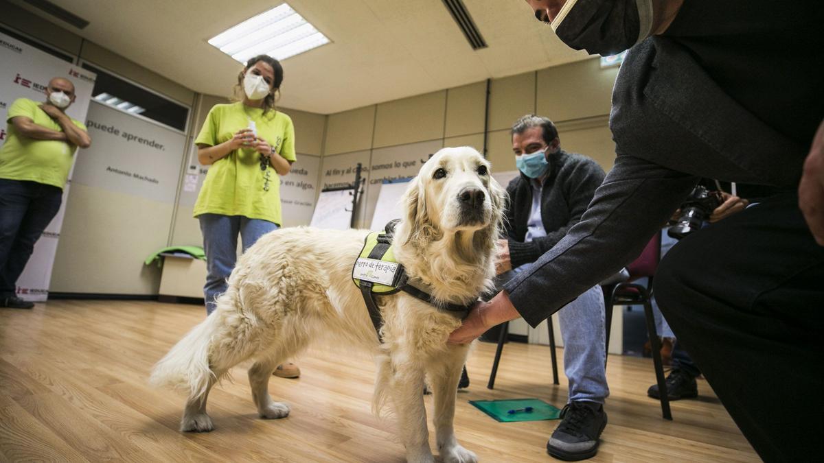 Aira, la perra de terapia de la asociación Entrecanes