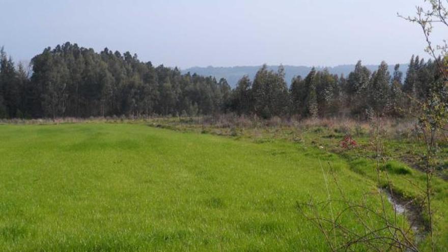 La finca en la que se depositaron los vertidos, ahora cubierta por la vegetación.