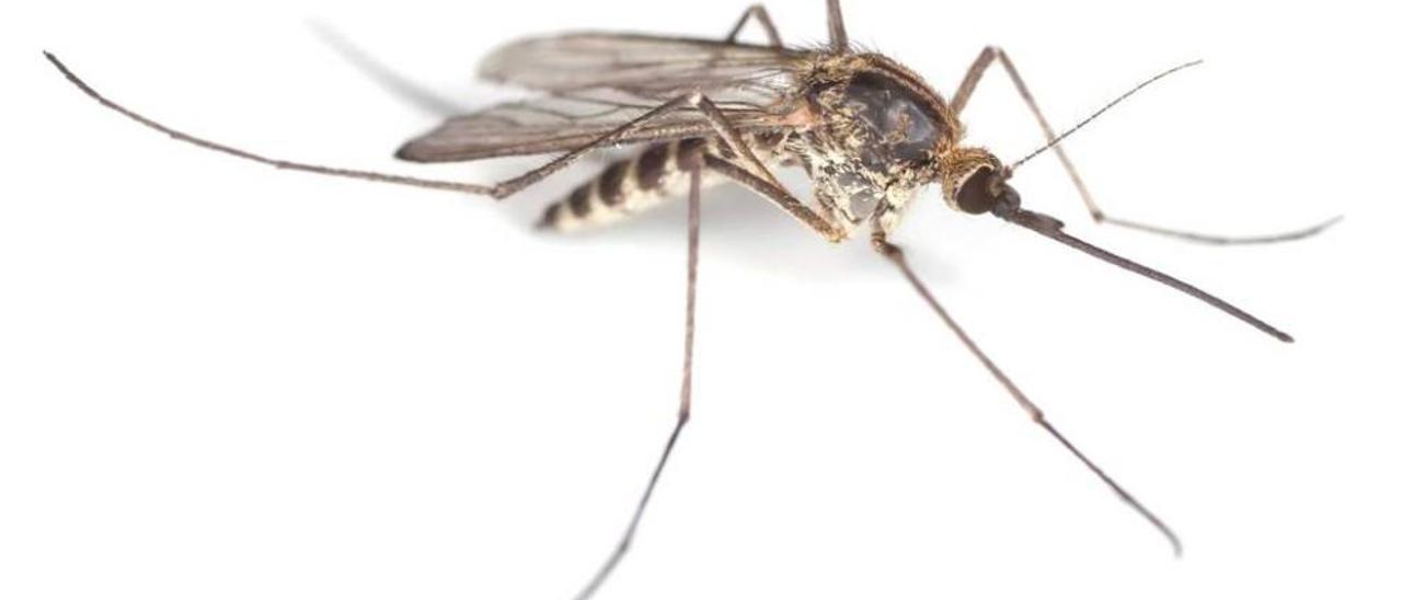 Los mosquitos eligen a sus &quot;víctimas&quot; por la genética, el olor y el rastro de alcohol