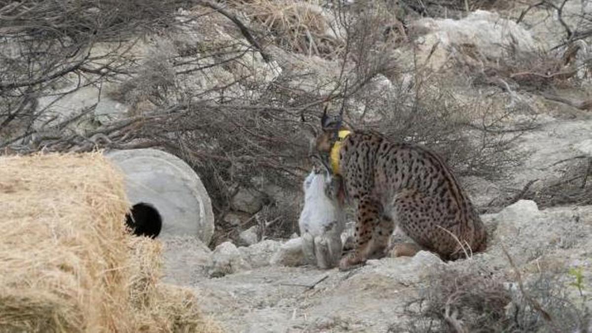 Un ejemplar de lince con un conejo en Zaragoza.
