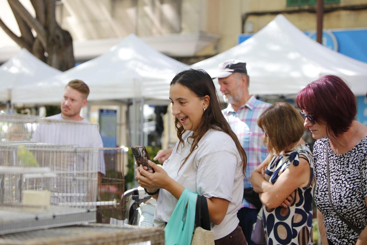 Montags in Manacor: Was es auf diesem Mallorca-Markt alles zu entdecken gibt