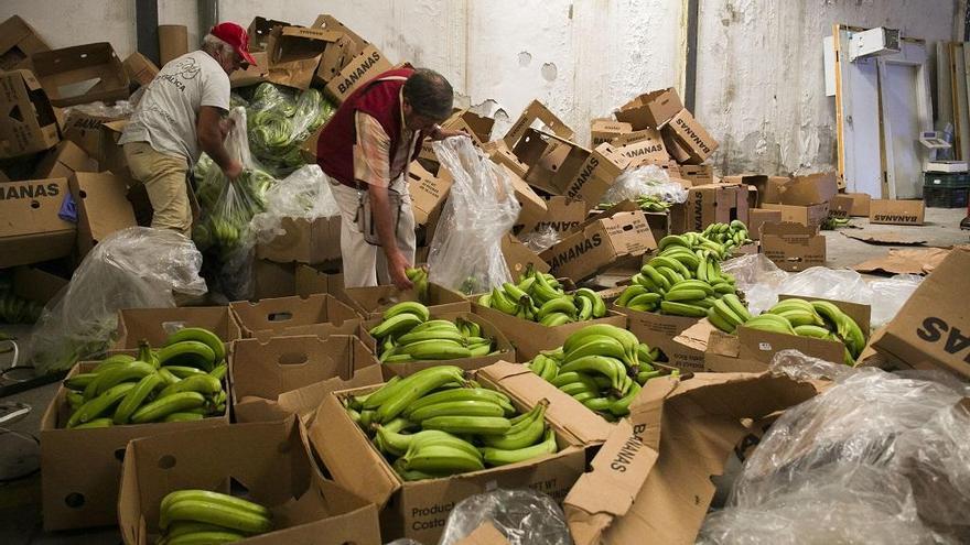 Los plátanos se aprovecharán para comedores sociales.