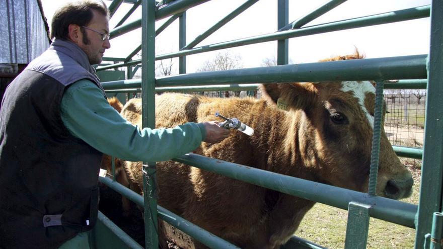 Imagen de archivo de un veterinario que vacuna contra la lengua azul. | Carlos García