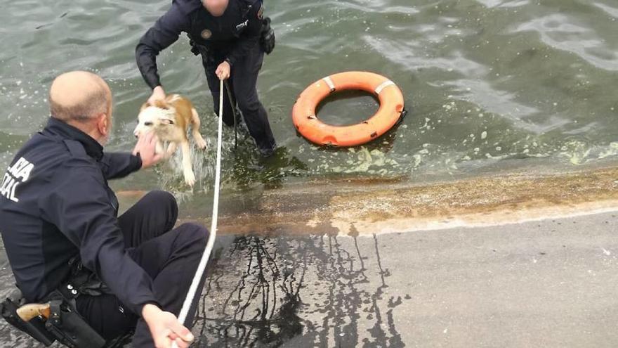 Rescatan tres cachorros en Palma