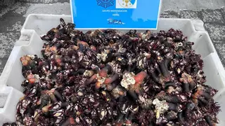 Incautados más de 13 kilos de percebe en A Coruña